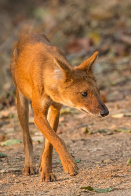 dhole